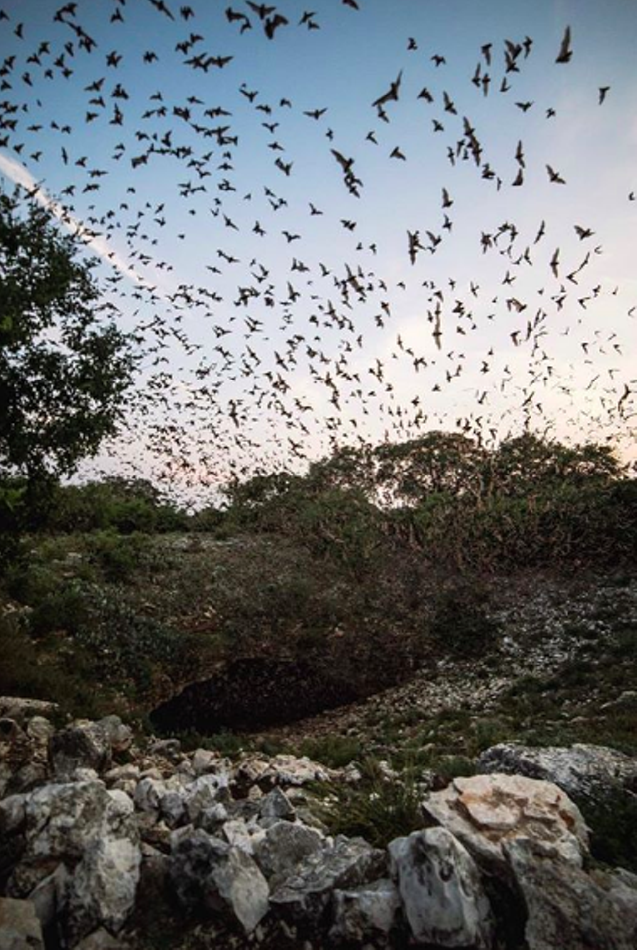 Catch the show at Bracken Cave
26101 FM 3009, tpwd.texas.gov
A seasonal home to Mexican free-tailed bats, Bracken Cave is a local landmark that should not be missed. You’ll be smart to plan your trip during the season so you can catch the bats emerging from the cave. If you and your love are into spooky shit, this is definitely your type of date.
Photo via Instagram / u1tralord