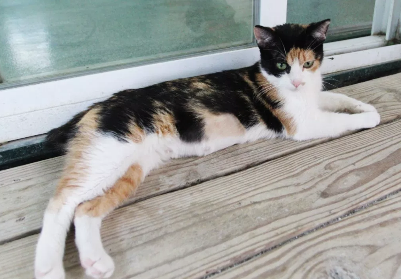 Edamame
"Hi! I’m Edamame! I’m a sweet, curious, calico kitty! I’m looking for a forever home with a cozy cat bed and a nice human who’ll love me just as much as I’ll love them. Come and meet me so we can get to know each other better! I’d love to meet you!"