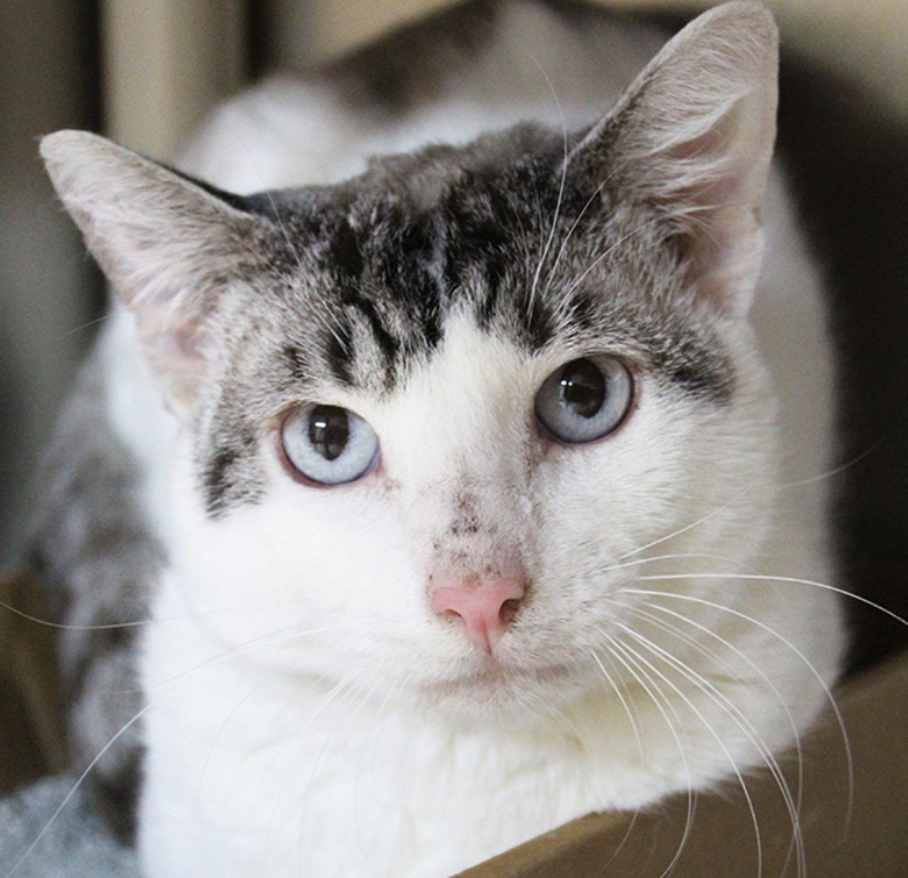 Paul
"I’m a handsome boy with beautiful eyes. I’m also a bit shy. My bashfulness is not too overwhelming and if you go slow I’ll warm right up to you. Once I do I turn into a purr machine. Please look past my timid personality and come adopt me today!"