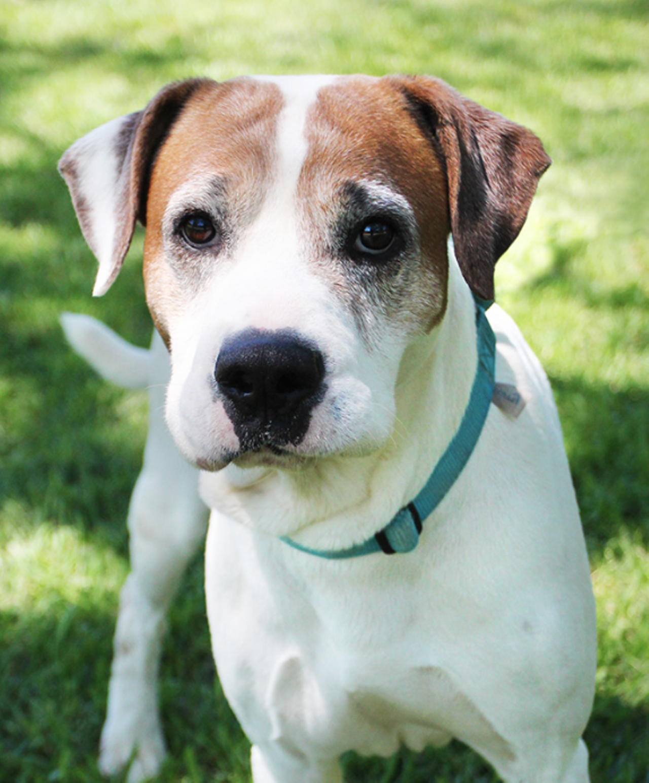 Phillip
"Hi, I’m Phillip! I’m a friendly, calm, and gentle dog. I have great leash walking skills and enjoy taking strolls alongside people. Will you be one of those people I can go on a stroll with? Maybe we can become best buds!"