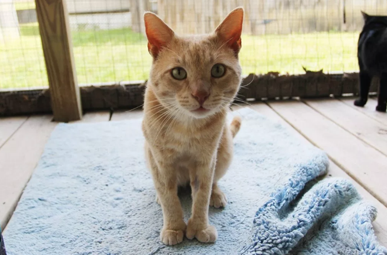 Fanta Bill
"Hi! I am the handsome and friendly Fanta Bill! I am nice boy who’ll be ready to greet you. I enjoy a good combo of cat naps all day and petting time. Let’s meet so that you can get to know me better and possibly make me your new cat pal!"