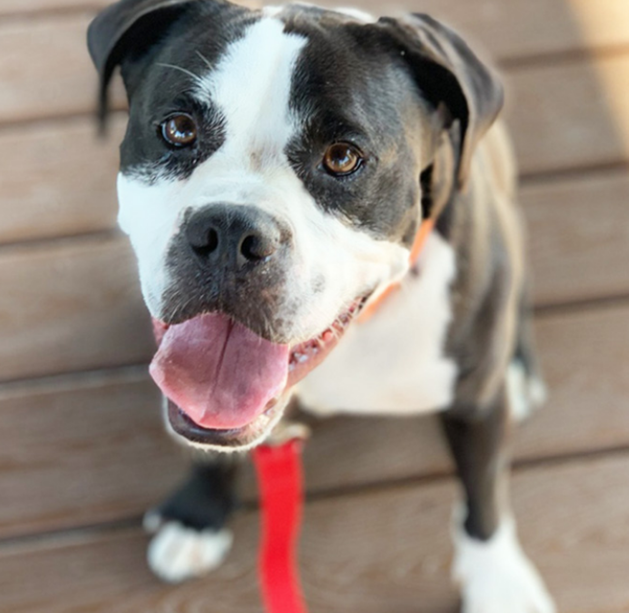 Obie
"Hi, I’m Obie! I’m a playful and friendly boy who’s looking for the perfect active human friend for me! Can’t you just imagine me as your fun furry sidekick? If so, don’t wait too long, come meet me today!"