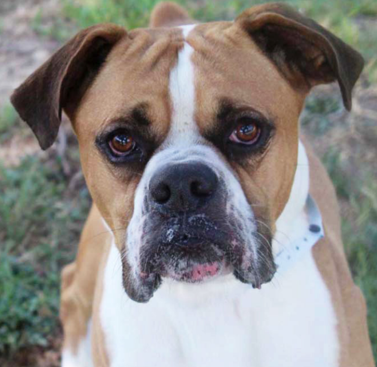 Cyrus
"I may be a boxer, but boxing isn’t my thing. I’d much rather play with a squeaky toy or give you slobbery kisses. I’m the gentle kind of guy that likes to stop and smell the roses – or at least pee on them. I’m not half bad at walking on a leash, and I would love to show you. Then I will look at you with my big brown eyes and beg you to take me home, and we will be happy for ever after."