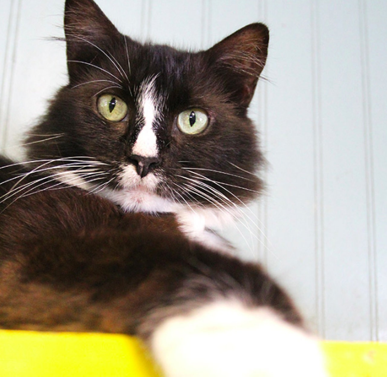 Catsup
"I’m a pretty little girl with a bashful heart. If you go slow I warm up real quickly. I really love chin scratches and hanging out up high where I can keep my eye on everything. I would be the perfect “condiment” to anyone so come adopt me today!"