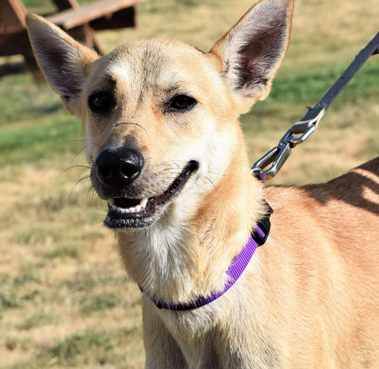 Laura
"Hi, I’m Laura! I’m a sweet girl who is just as pretty on the inside as on the outside. I’ve got plenty of energy and I’m well mannered. I’m settling in my new environment nicely, but there’s something missing…you! How about we have some fun together?"
