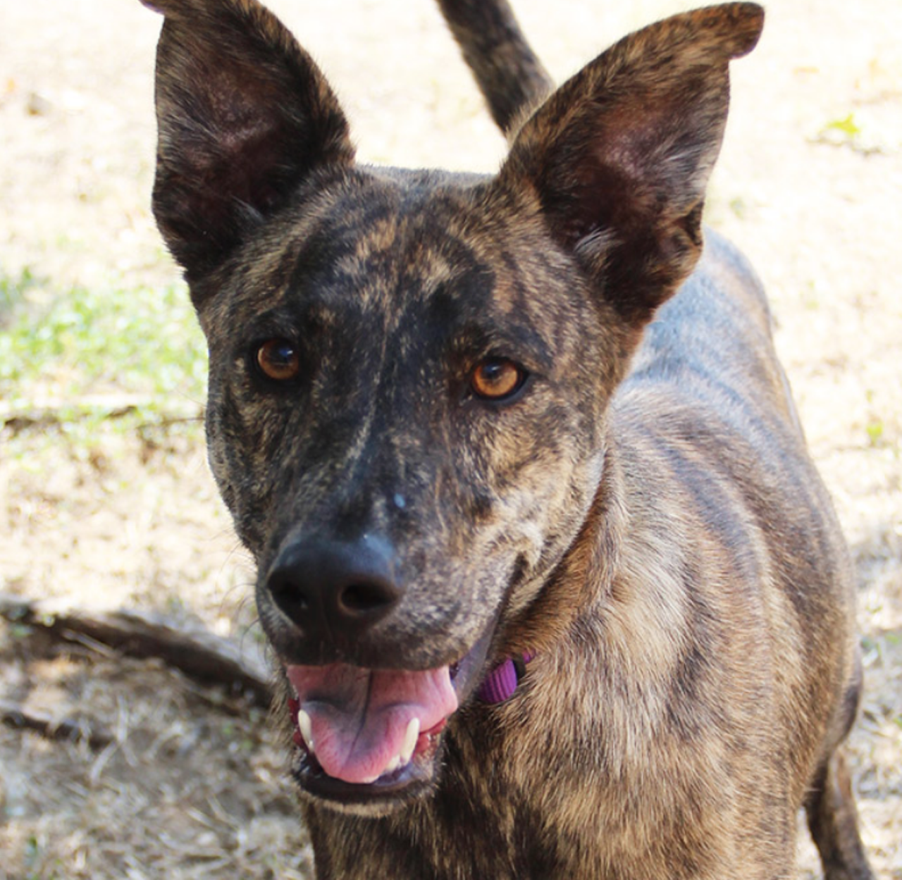Banjo
"Banjo is my name! I’m a happy and playful boy who’s always ready for an adventure! I’m looking for a home where I get plenty of exercise and have fun with my human. If you’re looking for an active pup to join you on walks, then please give silly me a chance!"