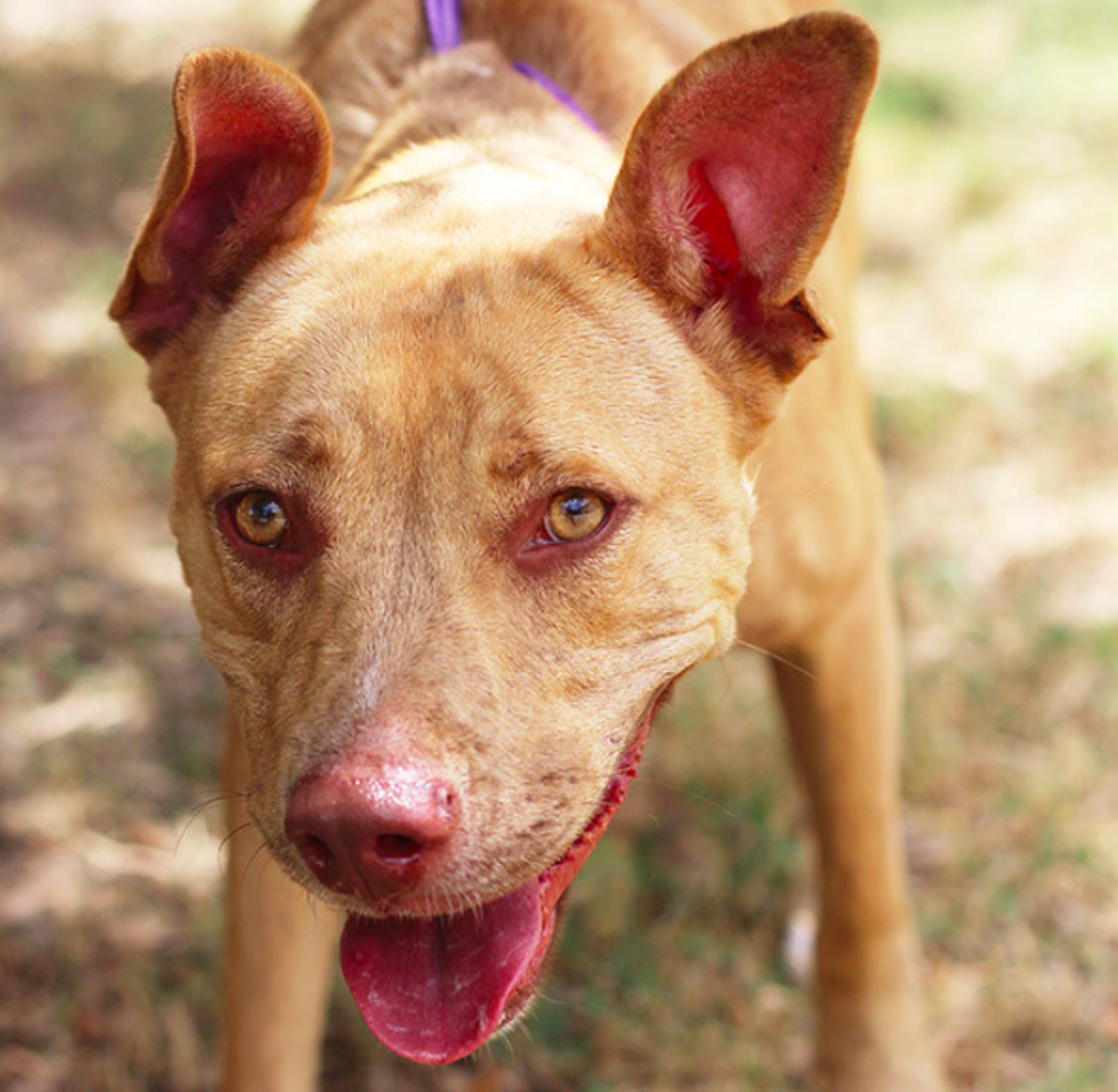 Roux
"Howdy! I’m a very energetic girl who loves walks on the beach and attention. I love to smell everything on sight because I’m a very curious pup. If you think you’re the one for me, then why wait any longer, come meet me ASAP!"