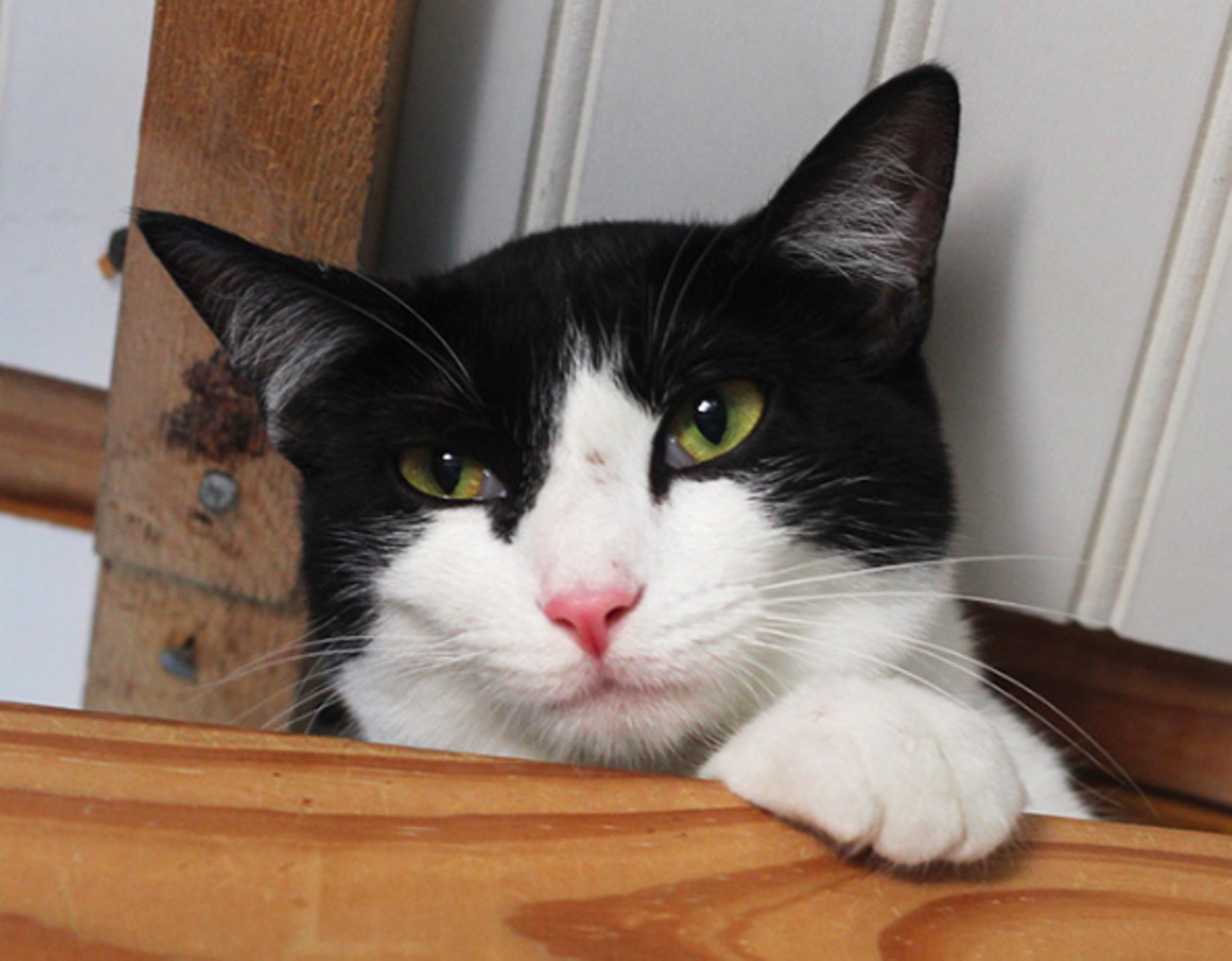 Nola
"Hello, I’m pretty girl who is also a little timid and overwhelmed right now. I’m new to the Cattery so I still trying to get my bearings and become more confident. If you think that you can help me out with that please stop by and visit me today!"