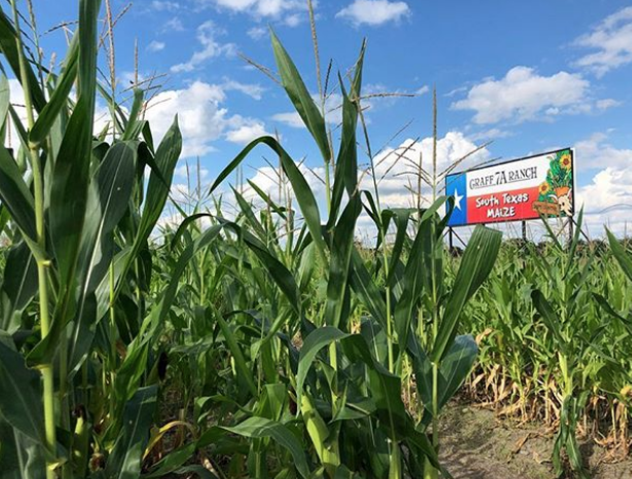 Get lost in a corn maze
Start here, and good luck.
Whether you’re good at solving puzzles or not, you and your date will have a blast figuring your way out of the maze. And that’s only half of the fun! Most of these mazes have other activities on-site, so you can have a full day of fall fun.
Photo via Instagram / michellearaiza_