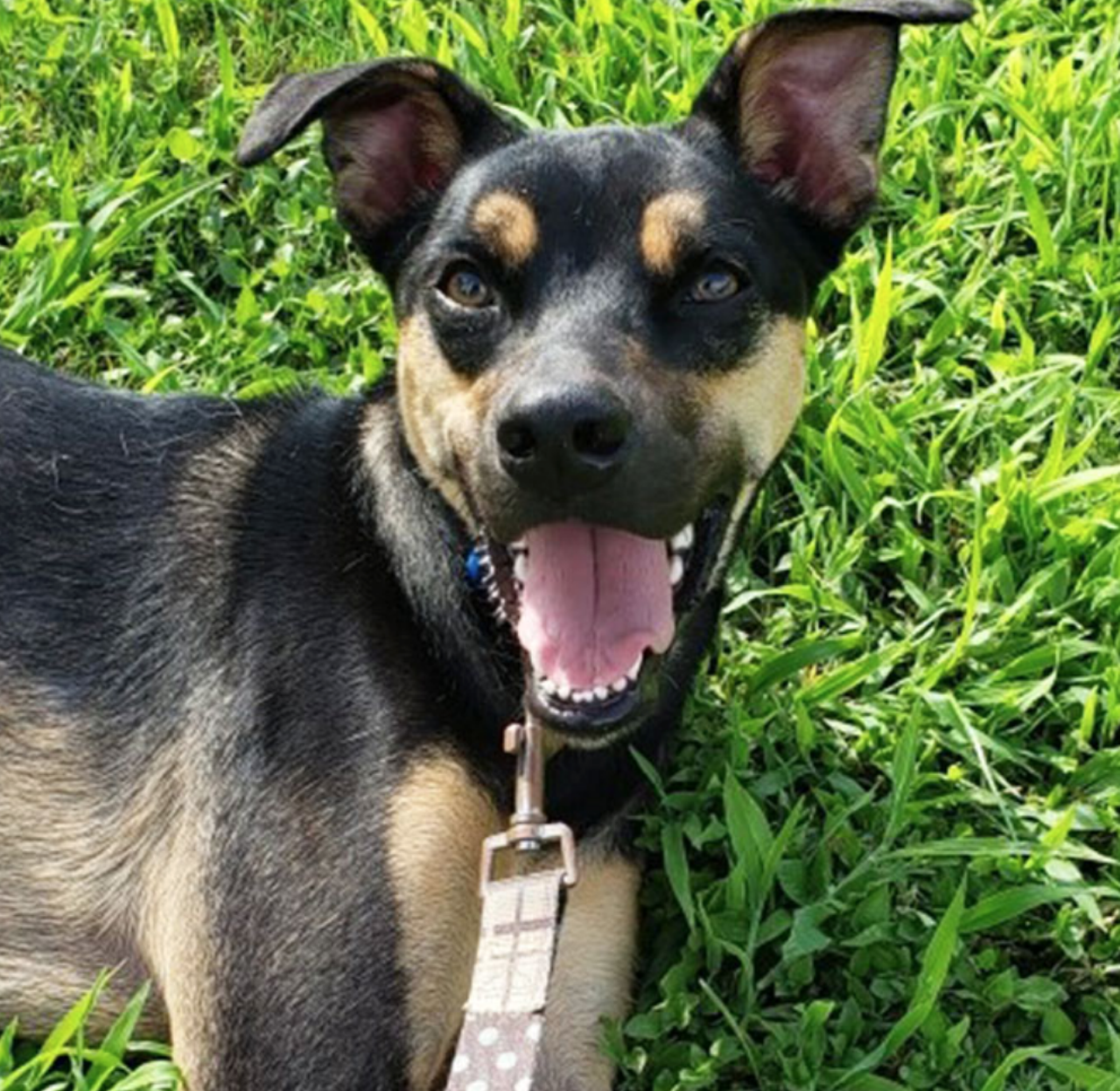 Germany
"Guten tag! My name is Germany! I am a very sweet and playful young man. I’m an active guy too! I believe I would make a fantastic running buddy! I enjoy going out on adventures and daily walks. I hope my next adventure can be with you!"