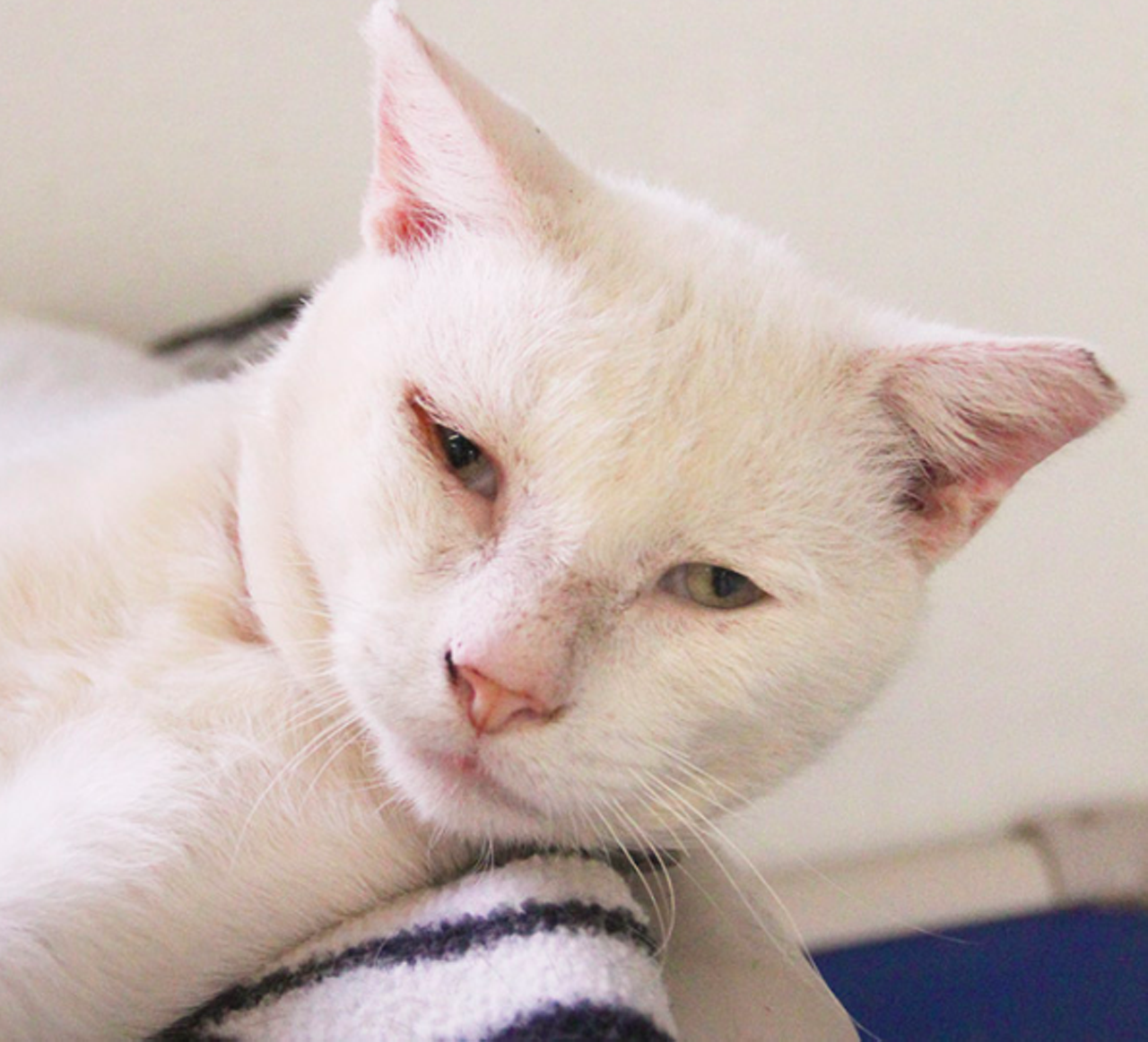 Jack
"Oh, hello. I am Jack and I am one cool cat! I love to lounge around in the cattery and sunbathe. I am easygoing and enjoy a good petting from the humans. If you’re looking for a chill and handsome cat, then I’m your man!"
