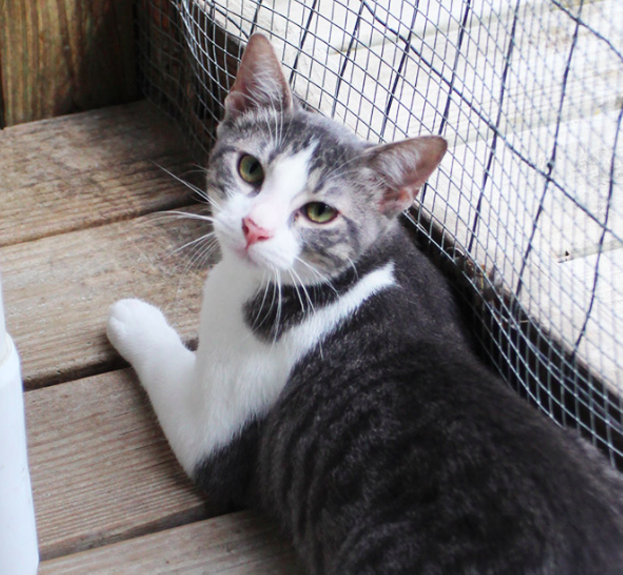 Dwight
"Hi, I’m Dwight! I was found by a nice person and now I’m here to find my forever home. I am shy but that’s only because everything around me is so new to me. Will you give me a chance to be your friend?"