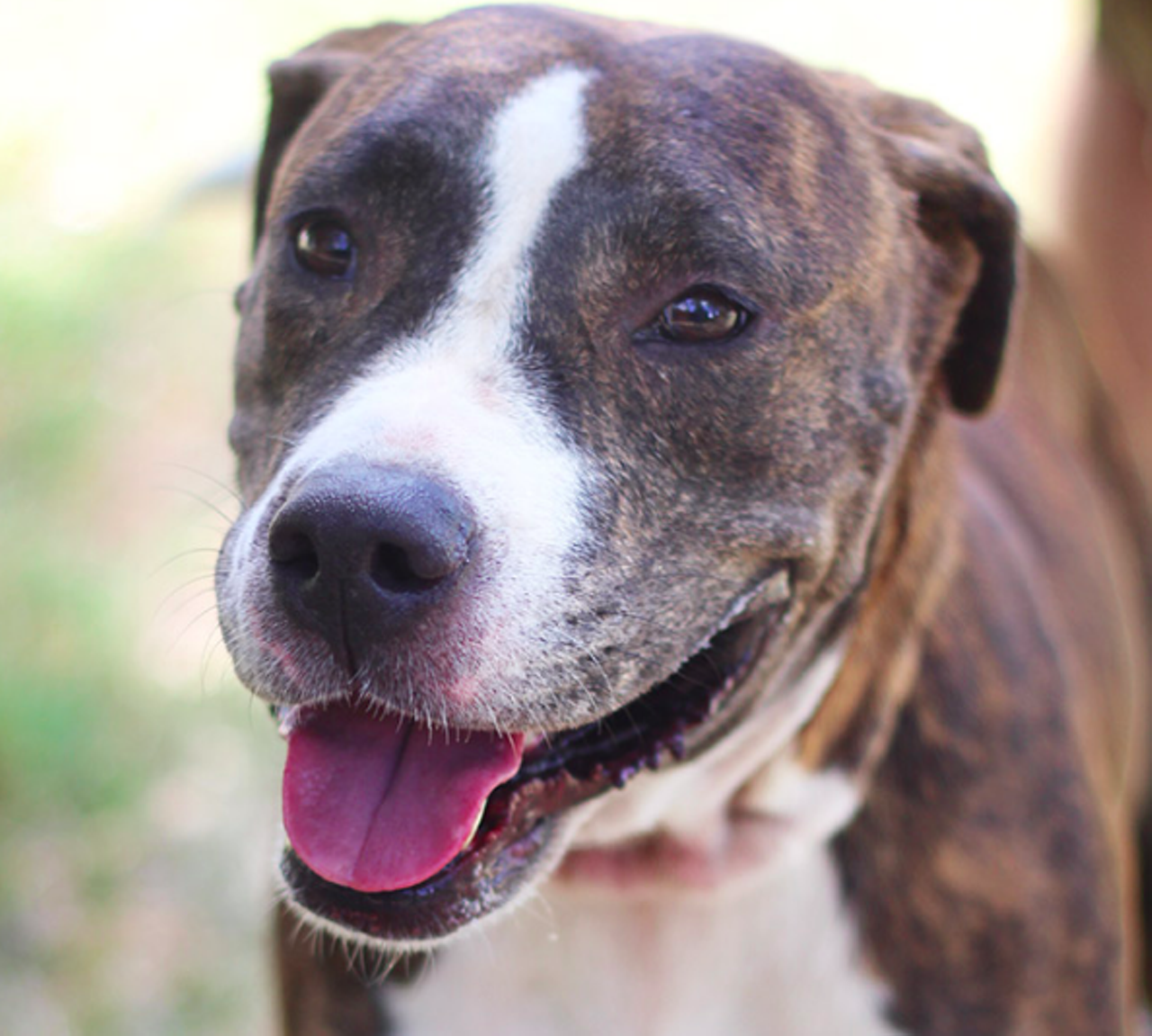 Jenga
"I’m a happy-go-lucky girl who wants to meet you! I love to give love and am a huge fans of treats. I walk pretty well on a leash, so why don’t you take me out and see my skills!"