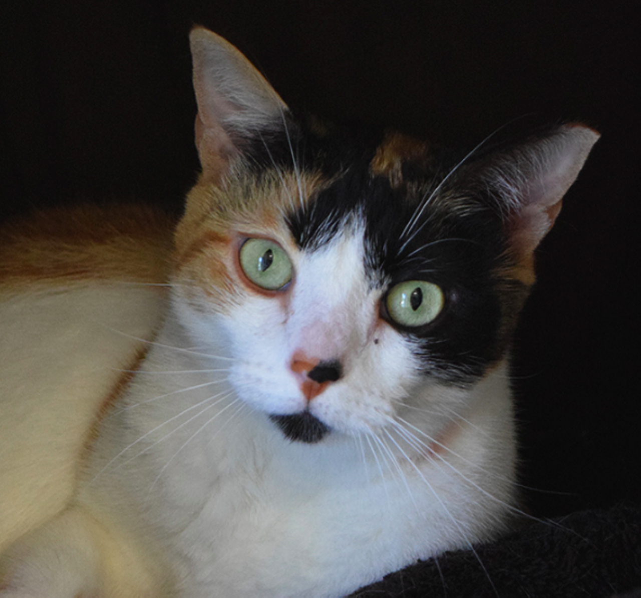 Summer
"Hi, there, I’m Summer! I can be affectionate when I want to be. I’m still fairly new here, so I just need time to adjust and finally show my true, loving, personality! Come by and meet me today!"
