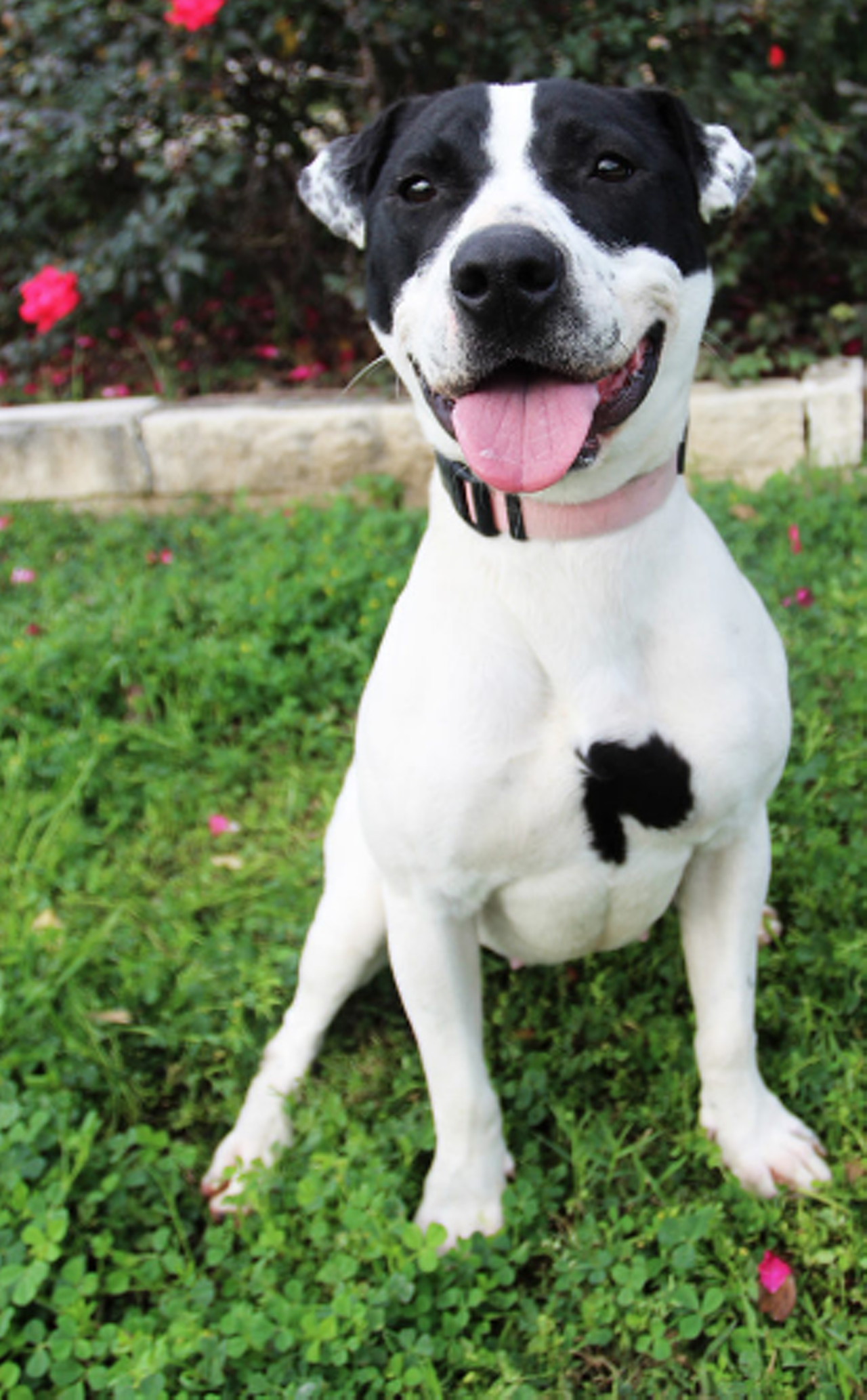 Navy
"Hi, I’m Navy! I’m a playful gal who loves to have a jolly good time! My zippy personality will fit in perfectly with someone with an active lifestyle! I will be sure to bring lots of cheer and joy to any home. I would like to meet any possible fur-siblings to see how well we get along. If you’re looking for a fun sidekick, then please give me a chance to fill that position!"