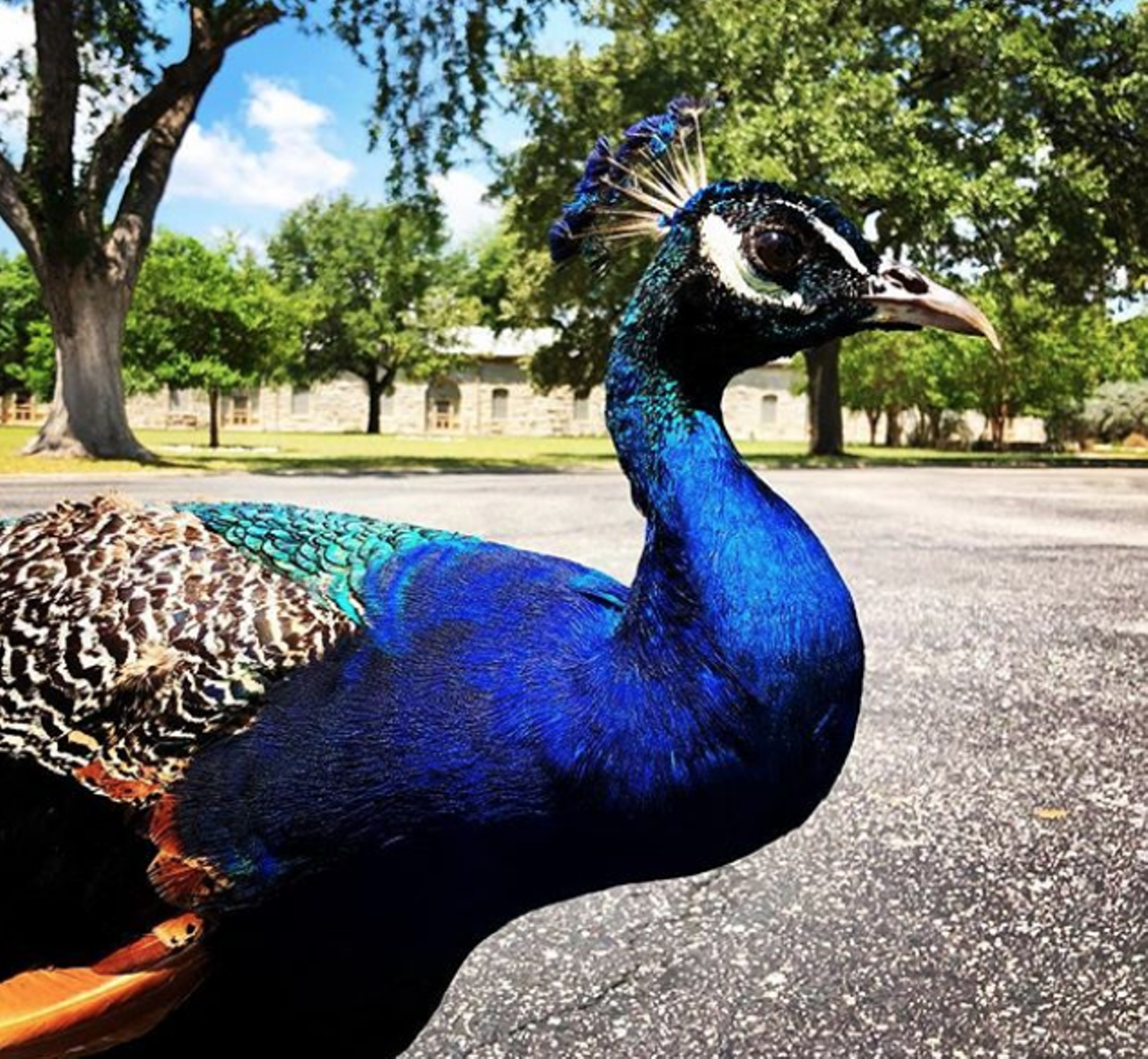 Get up close and personal with the wildlife at the Quadrangle at Fort Sam Houston
1405 E Grayson St, Fort Sam Houston, (210) 221-1886, jbsa.mil
Okay, so “up close and personal” may be a bit of an exaggeration in most scenarios, but you can and should definitely check out the Quadrangle at Fort Sam Houston, which is also known as “The Quad” to those in-the-know. You can watch cute deer grazing, exotic peacocks spreading their tails, ducks waddling about, peculiar turkeys pecking at the ground, and, worst of all, geese. You know what would definitely NOT be romantic? Letting bae get attacked by geese.
Photo via Instagram / eturner22