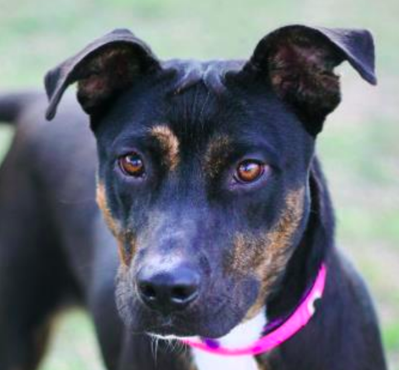 Alina
"Hi, I'm Alina! I'm a sweet and social girl that's ready for adventure. I love tasty treats and plush toys! I make a great walking partner who still knows how to chill on the couch. I'm good with most dogs and playful with kids. Come by and meet me!"