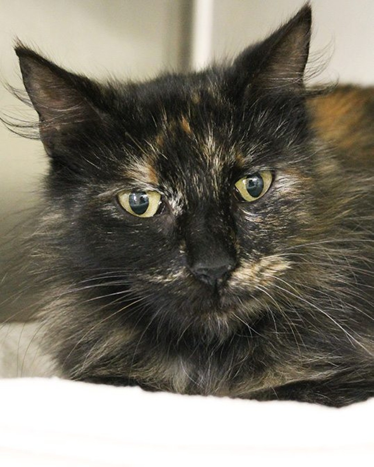 Whispers
"I&#146;m a playful kitty with a beautiful fluffy tortoiseshell coat. Don&#146;t let my serious stare fool you, I&#146;m actually very friendly and sweet. You should visit me in the cattery to see for yourself. I&#146;m searching for a forever home and hope that it can be with you!"