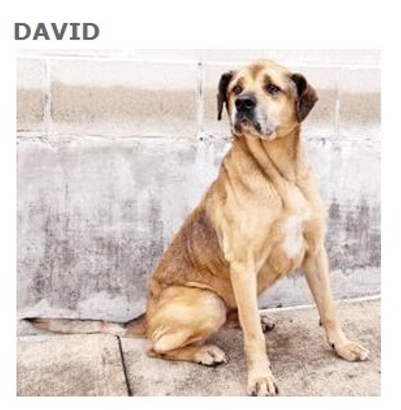 David is a tan and black Shepherd mix, he is about 9 years and 2 months. He currently lives at the San Antonio Humane Society (ID #497883). He and other awesome pets like him will be available for adoption this Saturday May 23rd at Bark in the Park&#151;Perrito Grito at Rosedale Park.