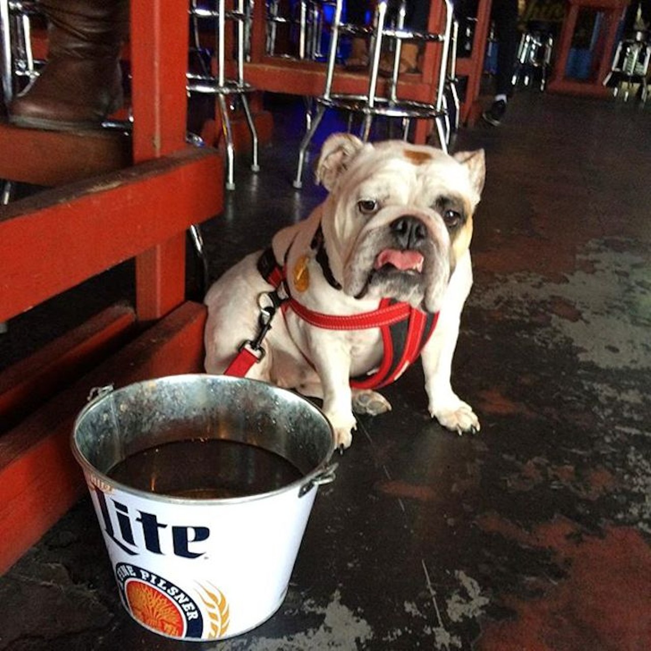 The Hangar 
8203 Broadway, (210) 824-2700, thehangarsa.com
Enjoy a cold beer while hanging out with your loyal friend at the Hangar's dog park. 
Photo via Instagram (see_a_penny_bulldog)