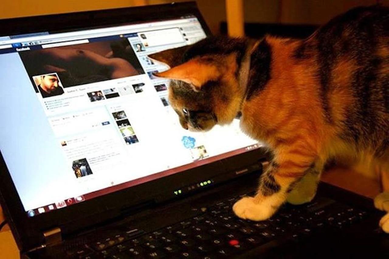 Bond with your new cat while you stalk your ex-lover on Facebook. 
Photo via Instagram (mushr00mjcg)