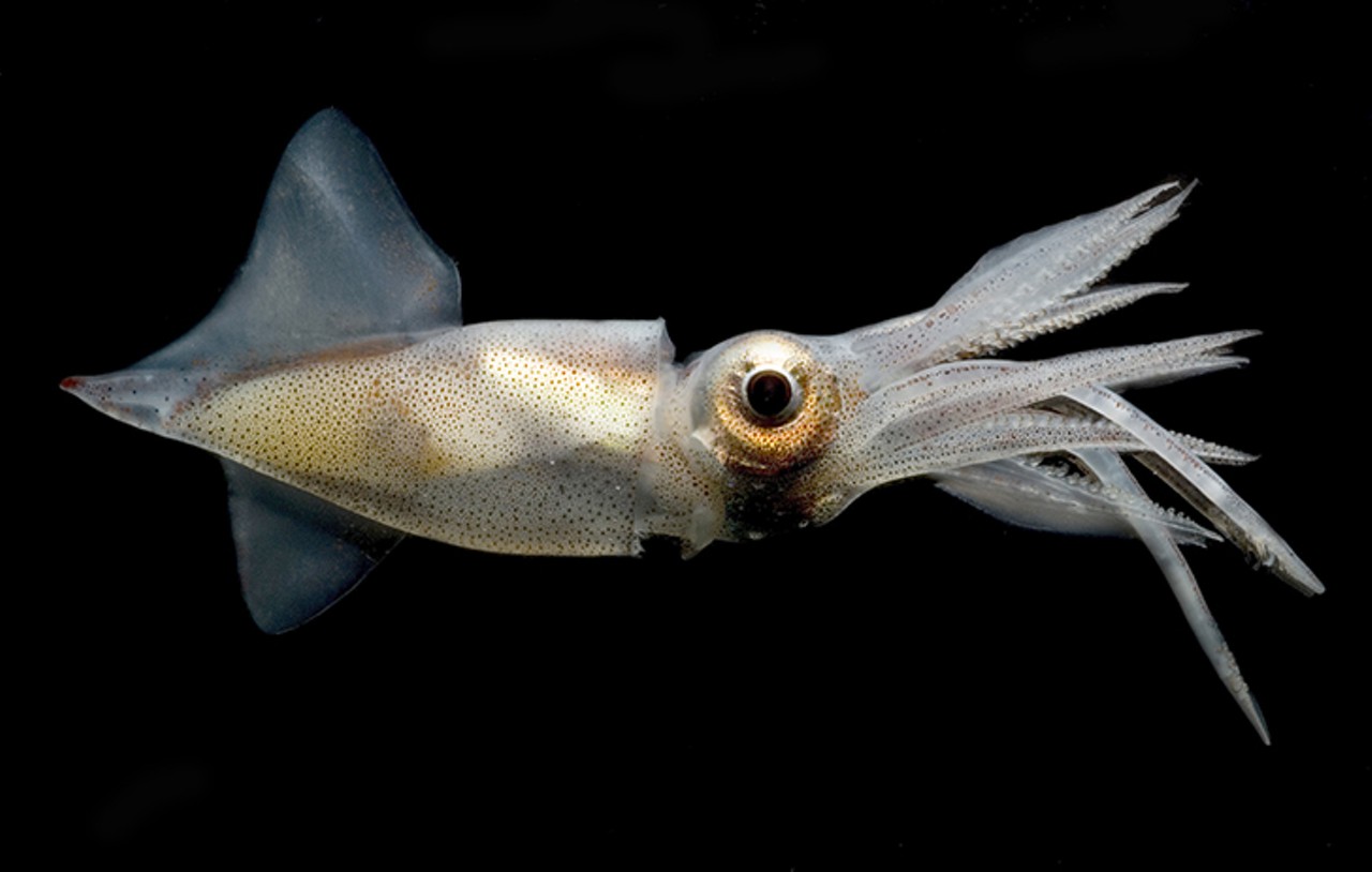 Midwater Squid (Abralia veranyi)
