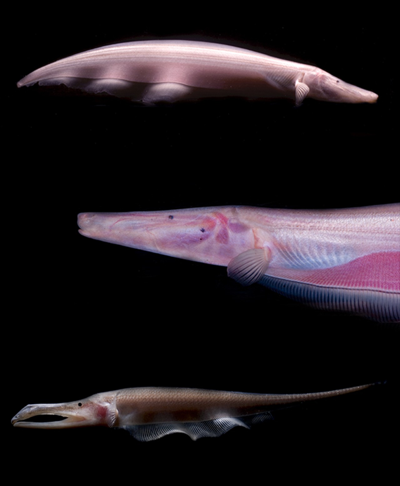 Pink Knifefish (Orthosternarchis tamandua)