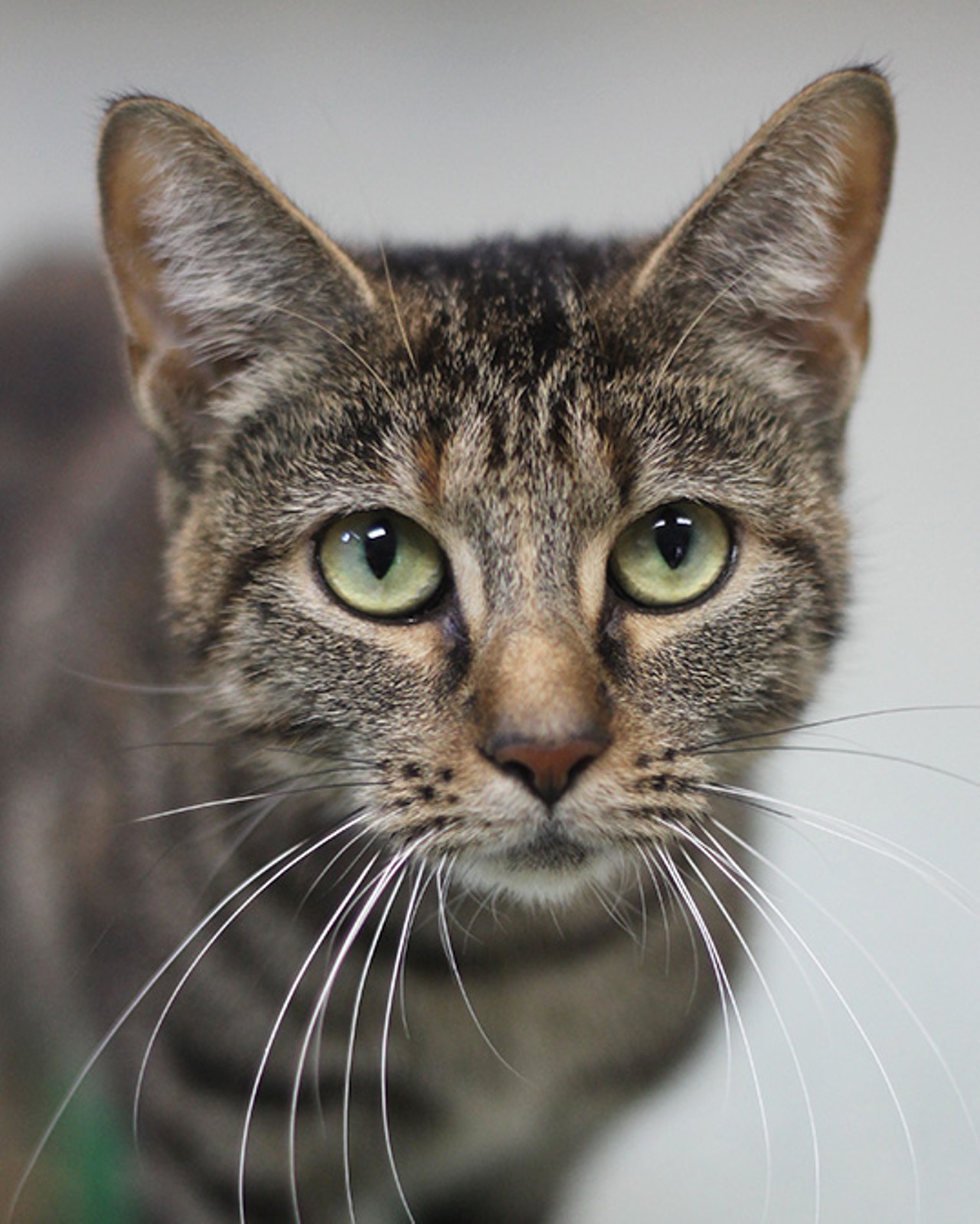 Gina
"I&#146;m a friendly tabby with a playful personality! I like to play with toys and have my head rubbed. I&#146;ll be sweet to you so that you can shower me with attention. I hope you&#146;ll give me a chance and visit me so that you can get to know me better. I&#146;m sure that I&#146;ll quickly win your heart over!"