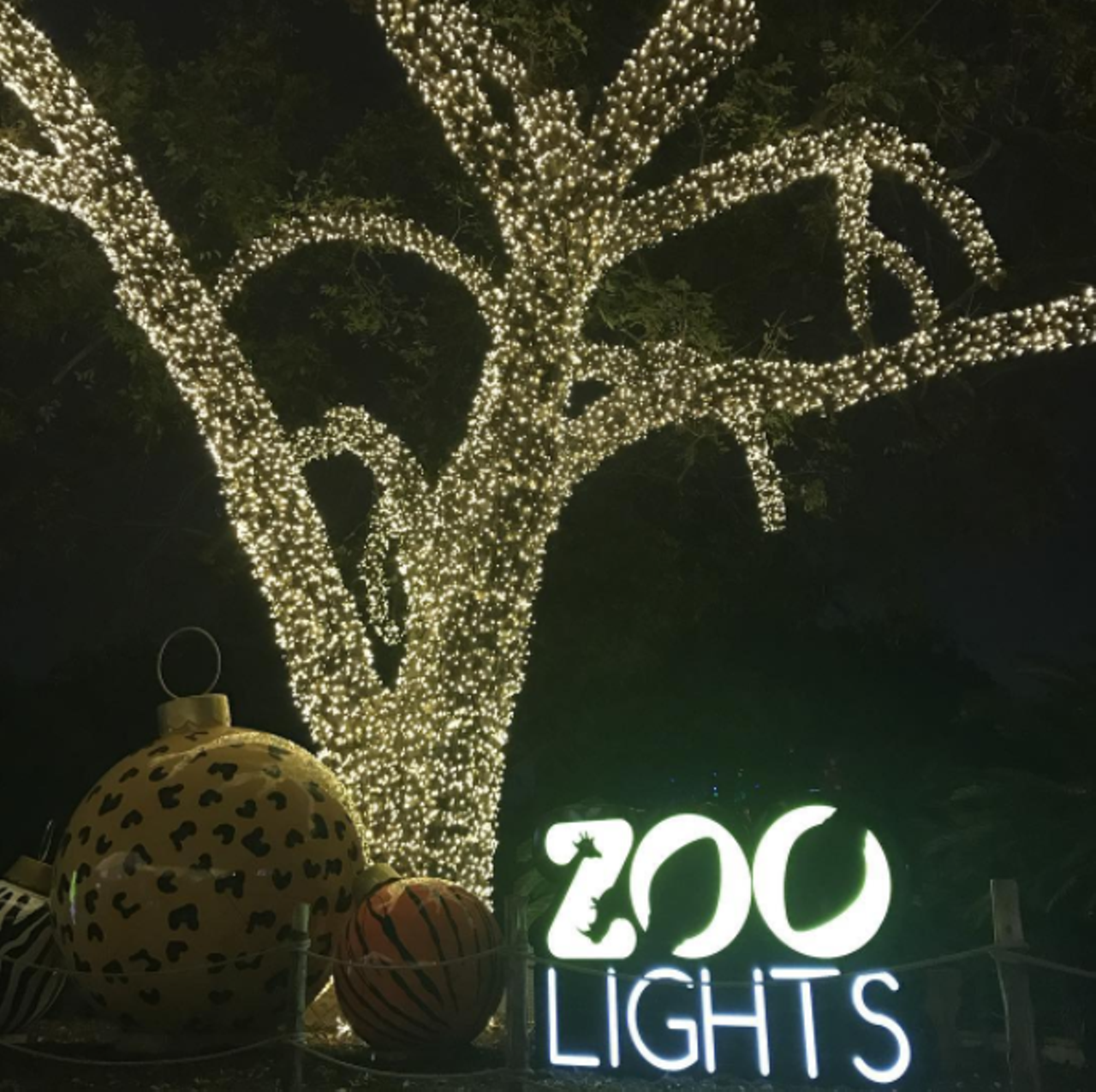 Check out Christmas lights at the Zoo
Get Merry & Bright at the San Antonio Zoo this season and stroll under twinkling lights as you sip hot chocolate and check out the zoo's new show. Don't miss on the newly added ice skating rink and camel rides. 
Photo via Instagram, dtorres3