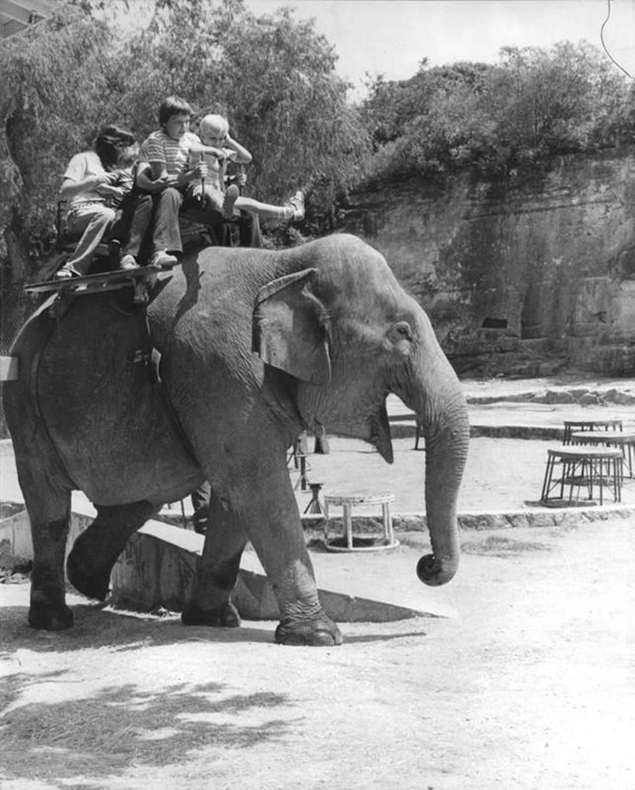 San Antonio Zoo
Before  San Antonio was home to one of the loneliest elephants in America, zoo visitors could ride the African animals in small groups. Let's fantasize about the unending array of possible reasons they had to stop offering these rides...
Vintage San Antonio