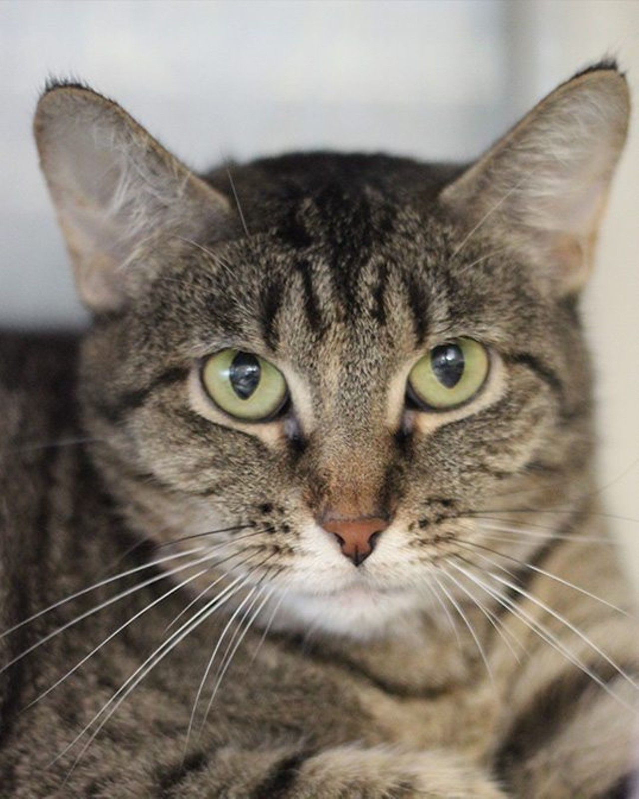 Nikki"I&#146;m a relaxed and fairly calm tabby cat. Actually, I&#146;m a bit lazy and can be found cat napping and quietly lounging around. I&#146;m a friendly girl and enjoy being pet. Come by and visit me!"