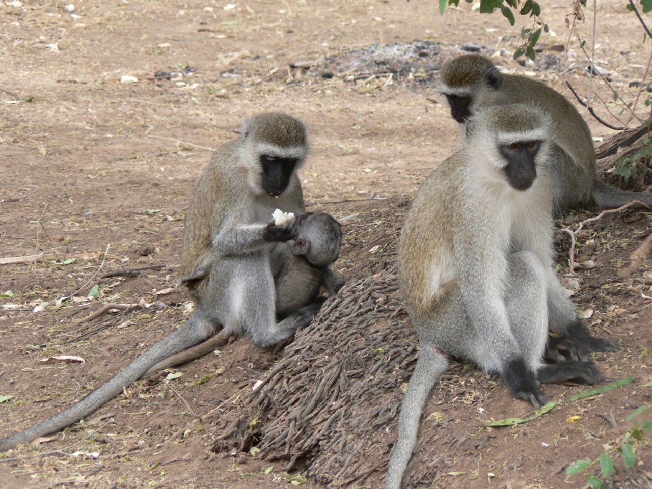 When Monkeys Attack
Vervet Monkey escapes, bites three in Rio Grande Valley