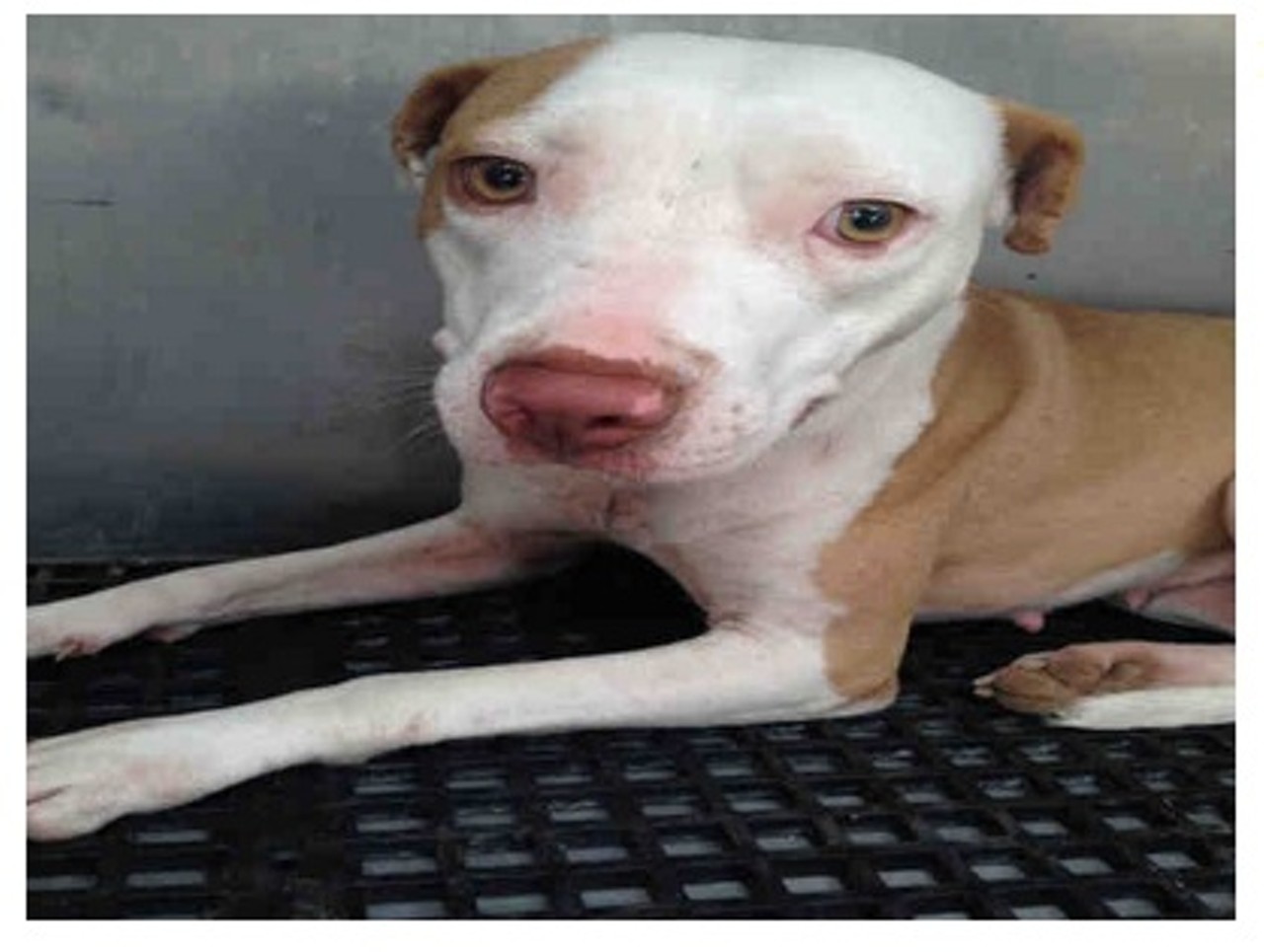 Sally is a white and tan female Pit Bull Terrier blend. She currently lives at Animal Care Services (ID# A330395). Wonderful pets like her will be available for adoption this Saturday May 23rd at Bark in the Park&#151;Perrito Grito at Rosedale Park.