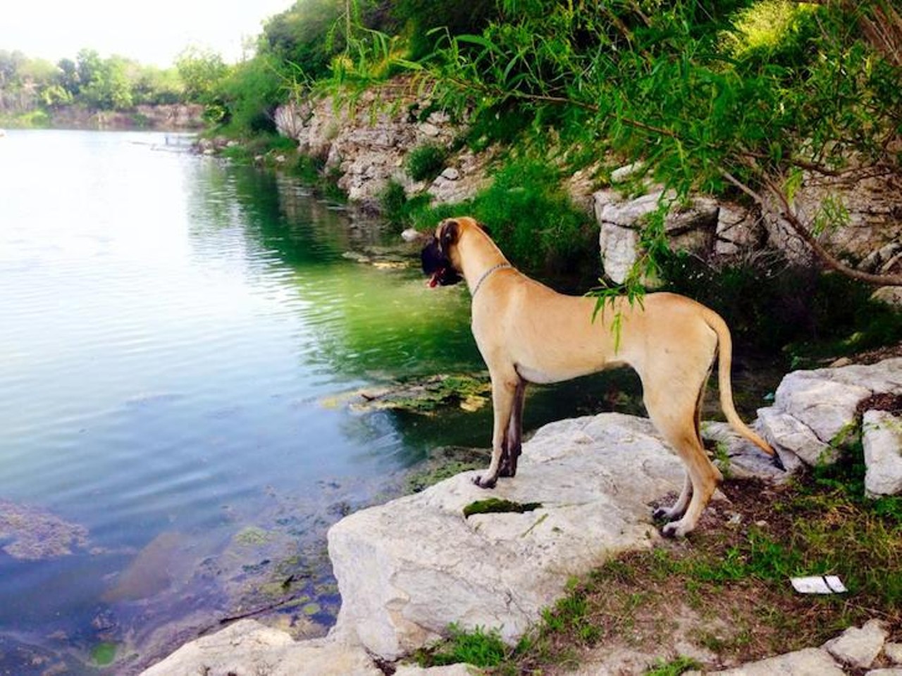 Tom Slick Park  
7400 Texas 151 Access Road, (210) 207-7275, sanantonio.gov
Explore the outdoors with your four-legged friend at Tom Slick Park, a local standby for fresh air, sunshine and exercise. 
Photo via Facebook (Diesel Lynch)