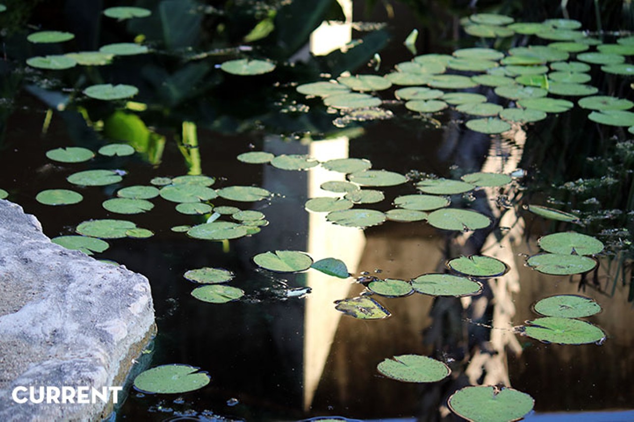 Photos from Brews & Blooms at the San Antonio Botanical Garden