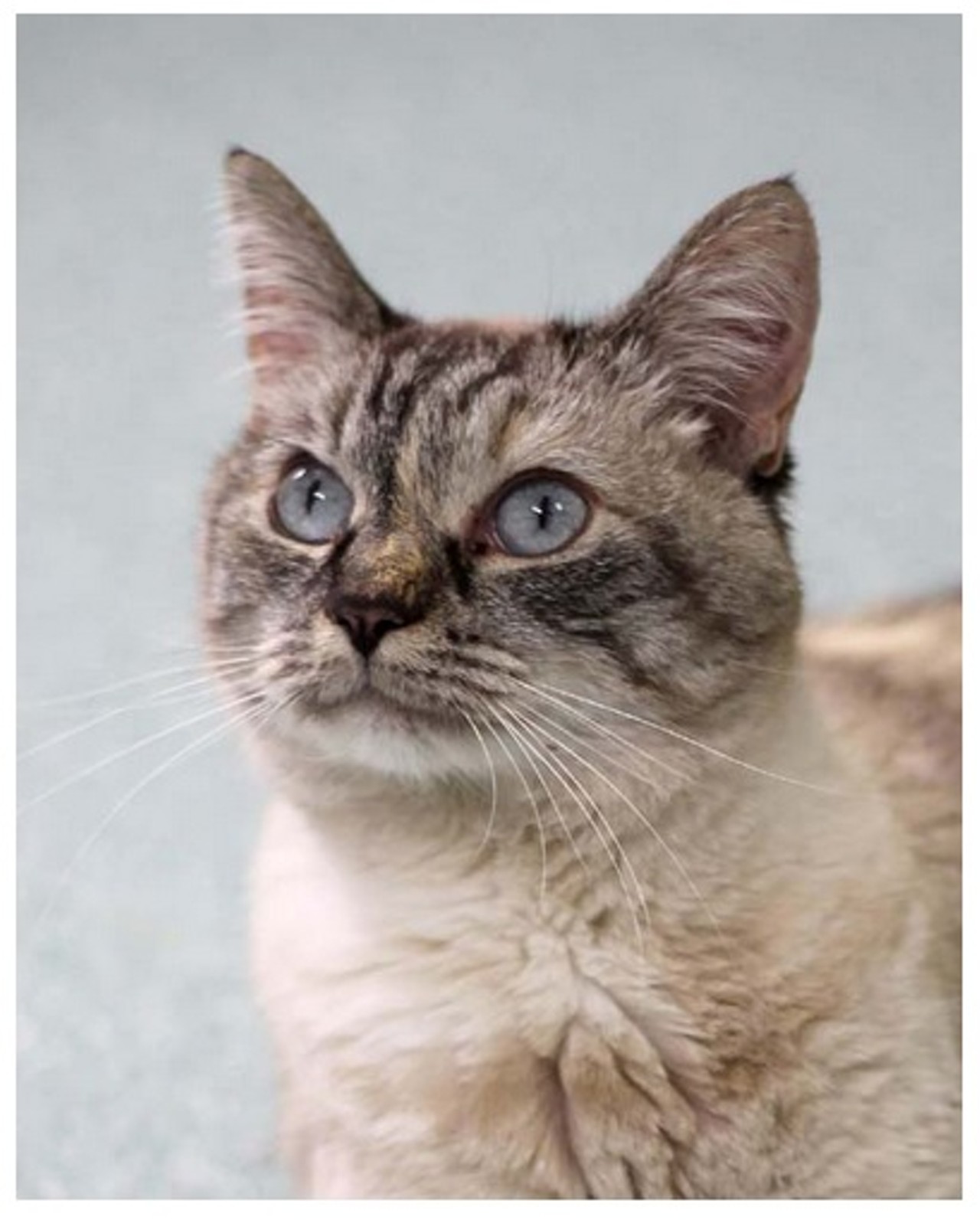 Susie Q is a cream and brown colored Domestic shorthair, she is about 9 years and 7 months old. She currently lives at the Animal Defense League (ID #A25331212). Great pets like her will be available for adoption this Saturday May 23rd at Bark in the Park&#151;Perrito Grito at Rosedale Park.