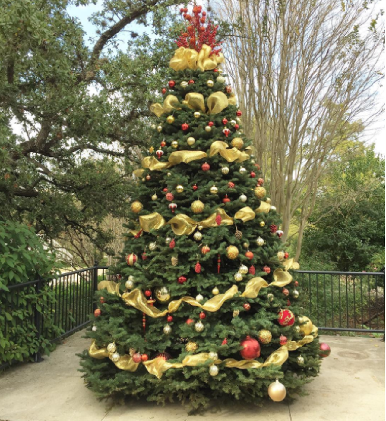 Stop by Holidays in Bloom at the Botanical Gardens 
Check out the poinsettias, wreaths, red bows and a giant Christmas tree as you stroll through San Antonio Botanical gardens this month. You'll be glad you did.
Photo via Instagram, alamocitymoms