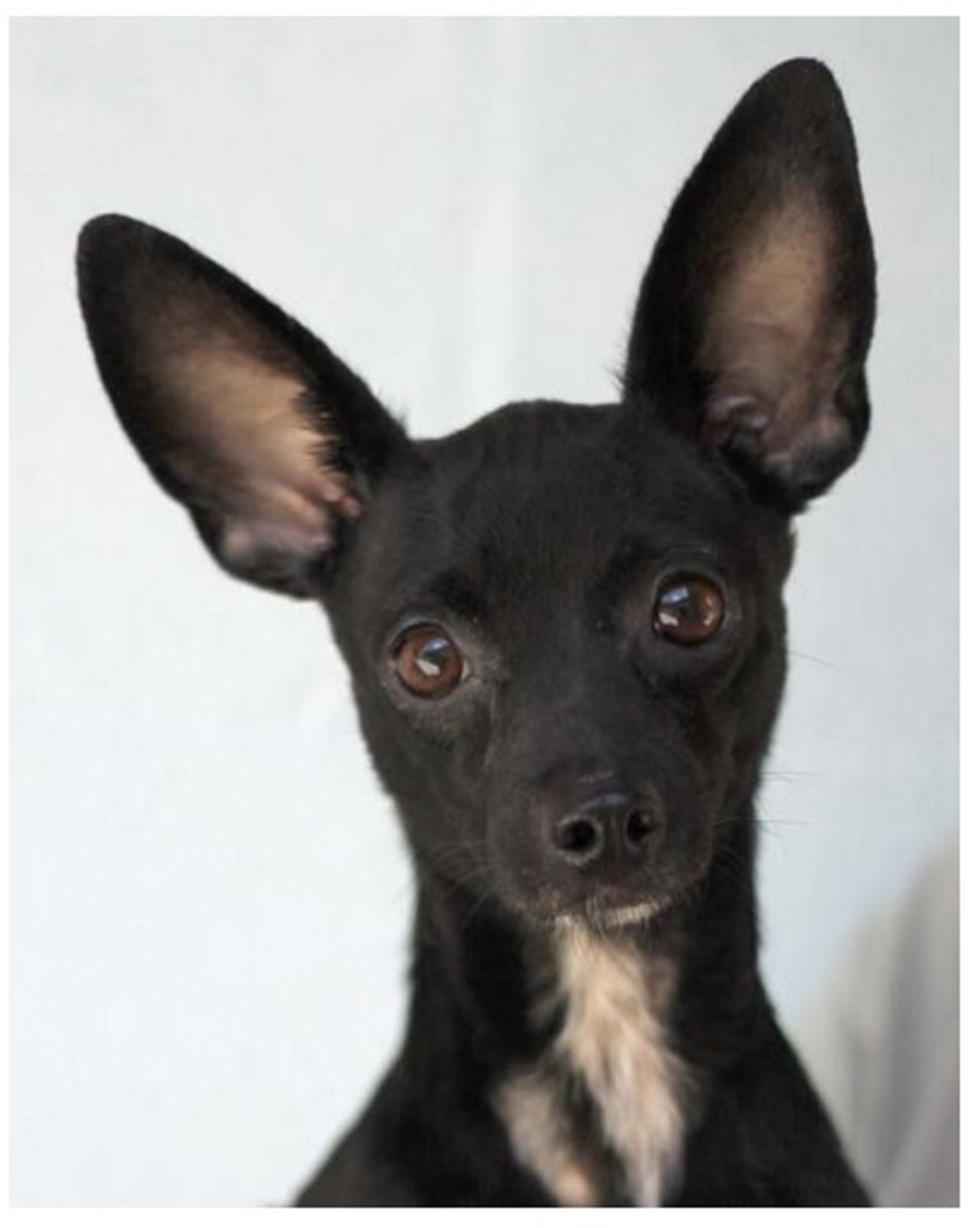Hydra is a black Chihuahua mix, she is about 4 years and 7 months old. She currently lives at the Animal Defense League (ID #A25334360). Lovable pets like her will be available for adoption this Saturday May 23rd at Bark in the Park&#151;Perrito Grito at Rosedale Park.