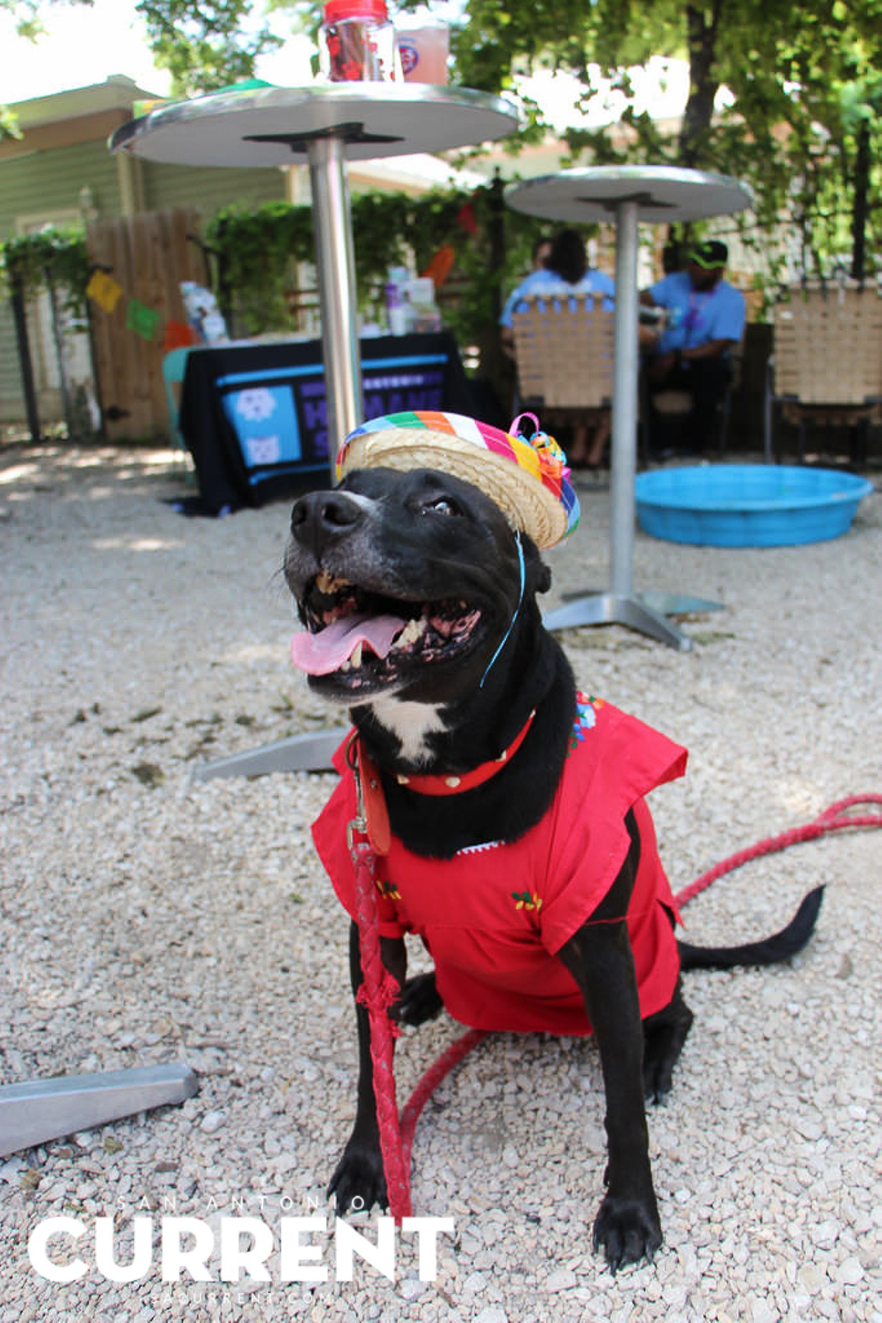 27 Photos Of The Dog Days Of Summer At Taps Y Tapas