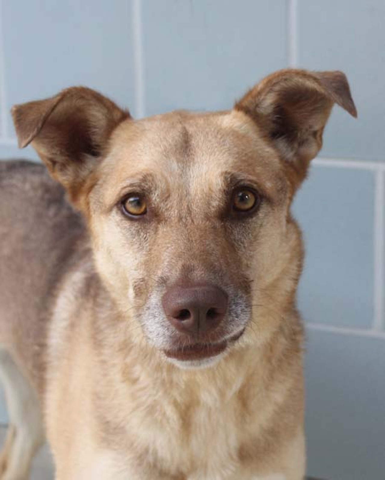 Myah
See that concerned look in my eyes? That&#146;s typical for me. I&#146;m kind of a nursemaid dog &#151; I like to take care of people. I&#146;m sweet, loving and caring. I&#146;m gentle, but I love to play with kids and other dogs. Going for walks is a great pleasure for me. I&#146;ve had a good home and know the ins and outs of behaving well, but now my family has to move and they can&#146;t take me with them, so they brought me here so I can find a new family to take care of.