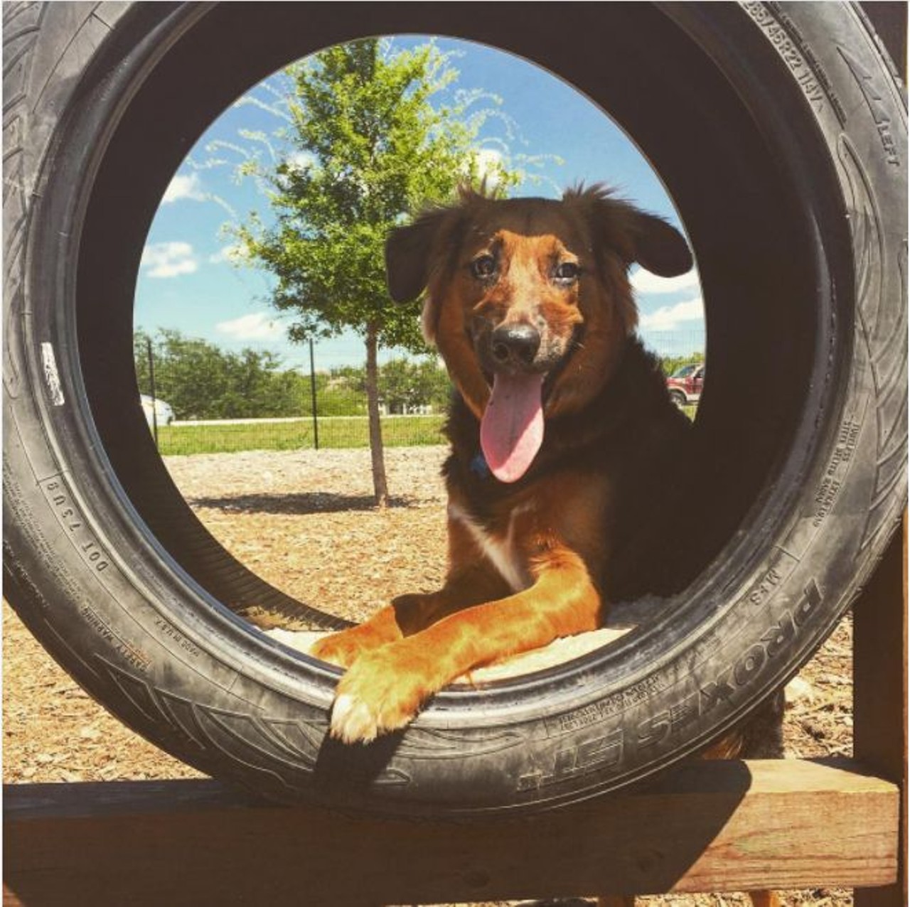 Panther Springs Park
22635 Wilderness Oak
This doggy hangout on the far Northside has a combined area for big and small dogs &#150; so make sure your pooch is cool hanging with differently-sized pals.
Photo via Instagram, daniellegrace2016