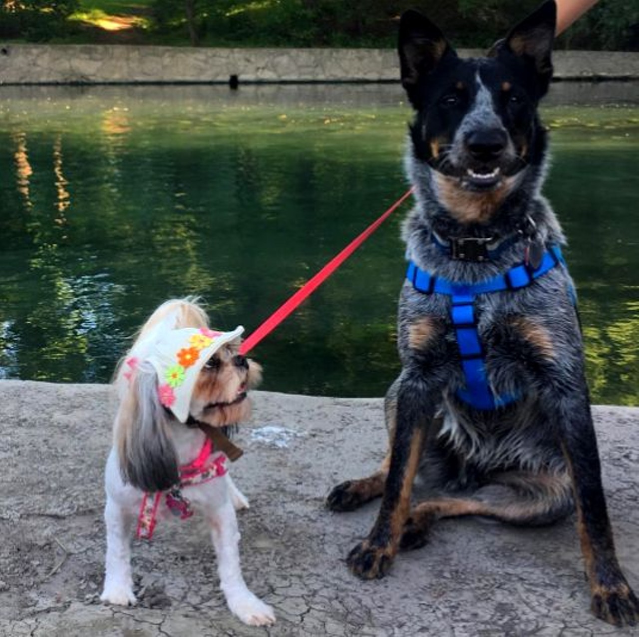 7 Dog-Friendly Activities in San Antonio That Will Make Tails Wag