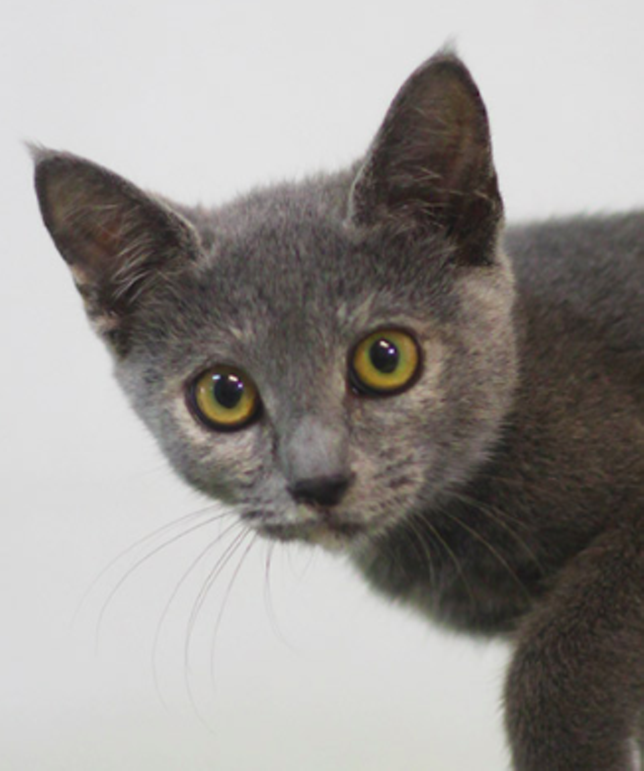 Madrid
"Hi, I’m Madrid! I am a nice and friendly kitty who’s still young and full of energy. I was one of the pets that ADL picked up from SPCA of Brazoria County in Lake Jackson, TX. I was already in the shelter looking for someone to adopt me and then hurricane Harvey came around. After that horrible Harvey left, I was transferred to ADL so that room could be made for pets at SPCA who were displaced by Harvey. Now I am looking for a home here at ADL, I hope I can find my person soon!"