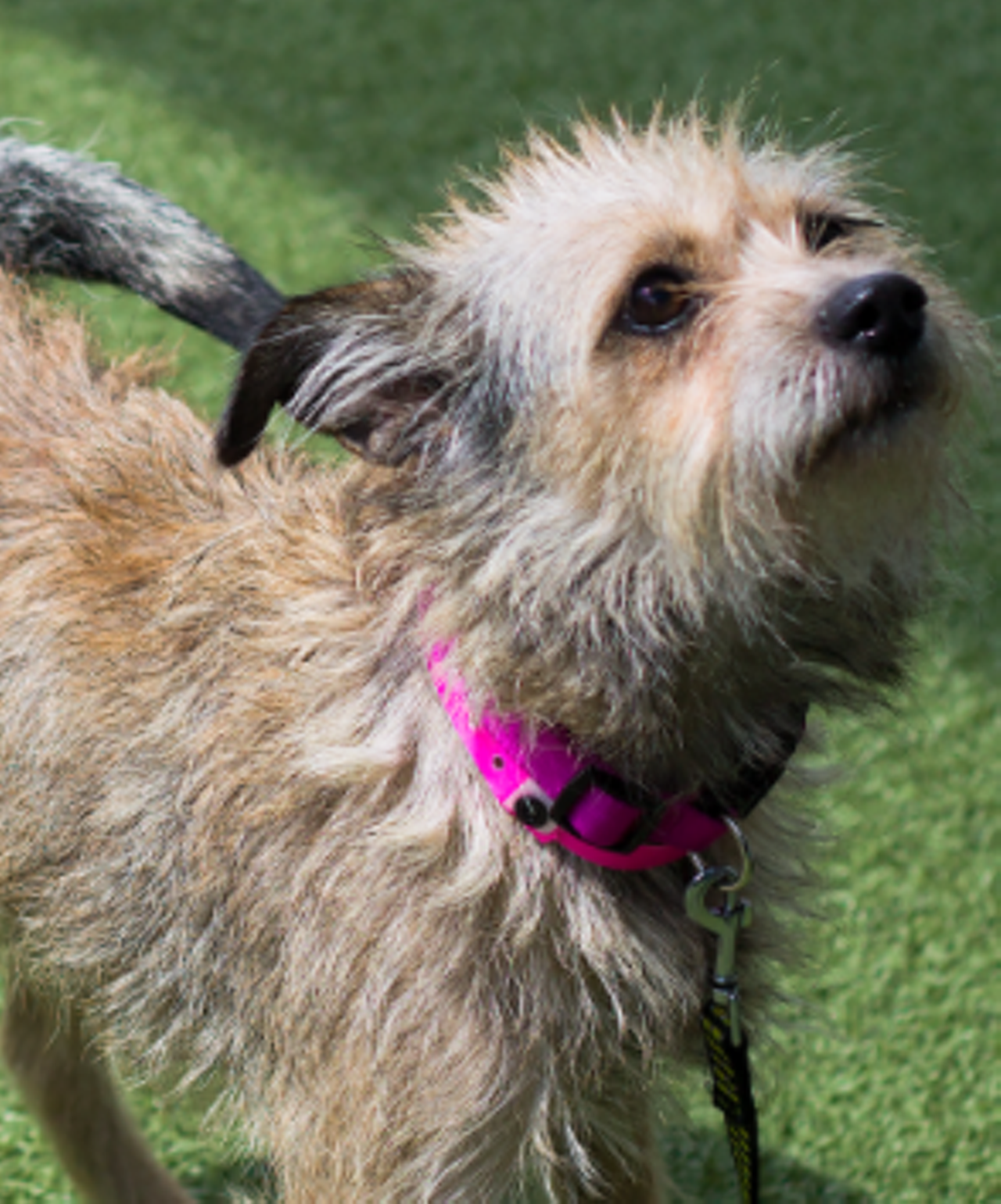 Scruffy
“Hi, I am Scruffy, I am a very super sweet girl who enjoys curling up on your lap and giving sweet kisses. I will provide you with all of my love and affection! Come down to meet me so we can get to know each other better! I’ll be waiting at the Paul Jolly Center.”