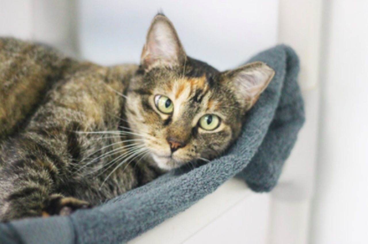 Cinnamon
“Hi, I’m Cinnamon. I can be a little skittish so please go slow with me. I’m sure in a home I will warm up to my human. I just need some time. Please visit me in the cattery and give me a chance to be your feline friend!”