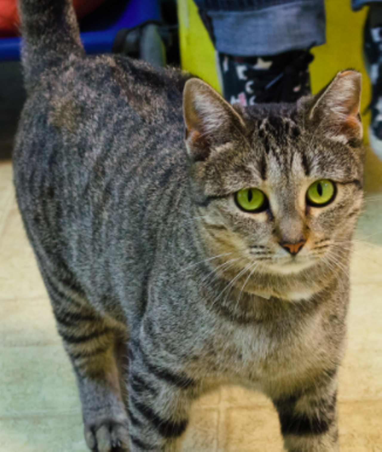CharlotteHi, I’m Charlotte! Come over to the cattery room to hang out with me. It will be very fun and entertaining. I love meeting new people!