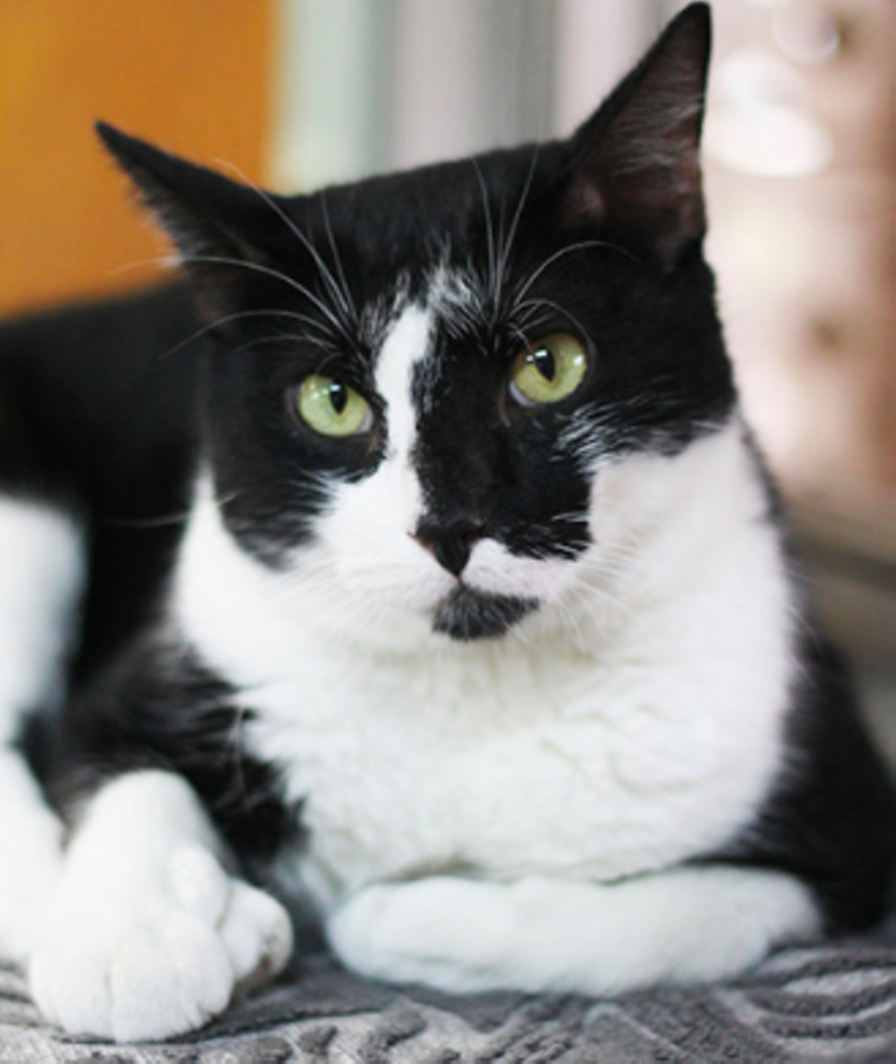Johnny CashI fell into a burning ring of cuteness! Oh, hello there! I am Johnny Cash. I am a sweet boy and I’m pretty chill. I like being pet but I also love to sleep. I may not sing songs to you, but I will love you! Come by and meet me!