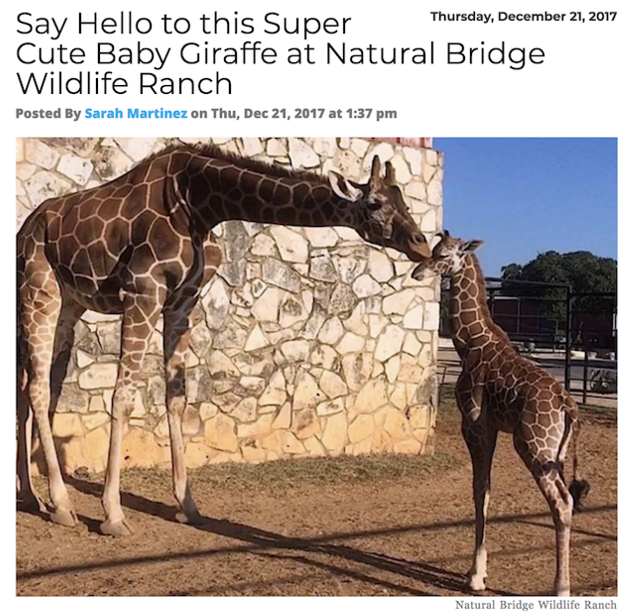 The ciiiircle of liiiiife! An incredibly cute giraffe was born at the Natural Bridge Wildlife Ranch in November. Read more.