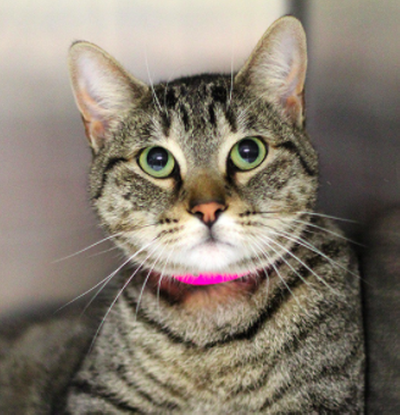 Nancy
"Hi, I’m Nancy! Just look into my soulful green eyes and give me the chance to win your heart over! I am a sweet and nice kitty. I haven’t been here too long and I hope that I can charm my way into my person’s house soon! Now where could my person be? Could it be you?"