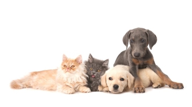 Upcoming San Antonio Pet Adoption Events